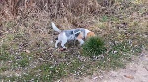 Бигль - охотничья собака