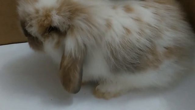 The first video I took of my rabbit pet | Cute Baby Bunny Rabbit | First day at home🐰 смотреть онлайн