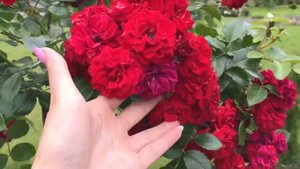 Штамбовые розы через месяц после посадки / Роза Розариум Ютерсен и красная почвопокровная ??