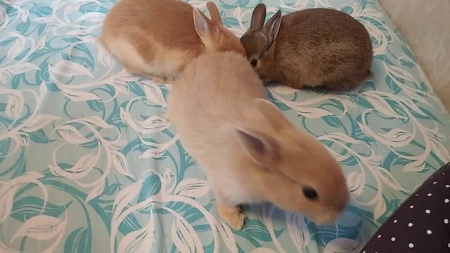 кролик цветной карлик 09.03.23 смотреть онлайн