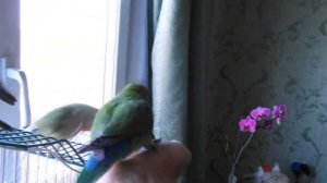 Как научить попугая командам? Команда "Ко мне" [ПОПС: Приручение и дрессировка попугая]