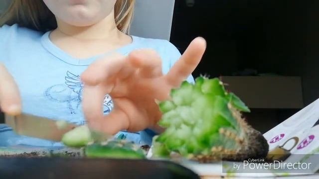 Кактус в разрезе