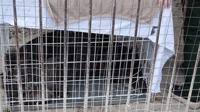 Канадские волки. Сузунский район. смотреть онлайн