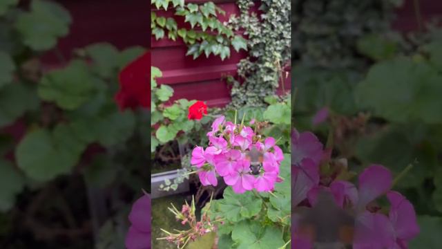 The hawk moth looks like a small hummingbird