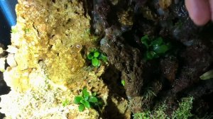 Глоссостигма элатиноидес из полюдариума в аквариум!