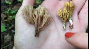 ЧЕМ ОТЛИЧАЮТСЯ РОГАТИКИ: Клавикорона крыночковидная и Рамария/Artomyces pyxidatus vs Ramaria