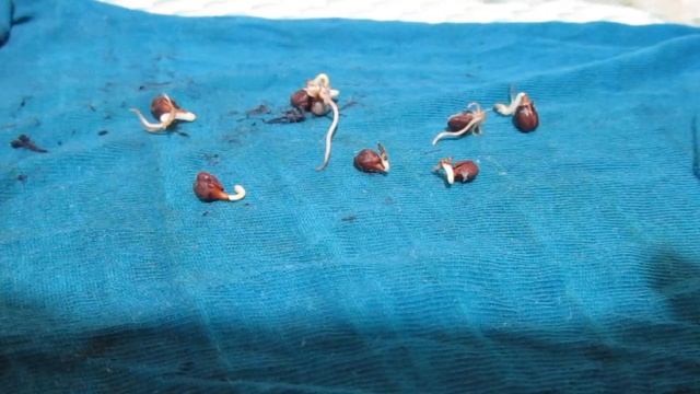 КАК вырастить виноград из Косточек смотреть онлайн