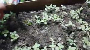ЛЬВИНЫЙ зев ПРОПАДАЕТ. львиный зев пропадает что делать. видео.mp4