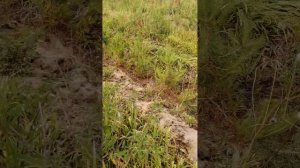 клб 1.7 уход за лесными культурами