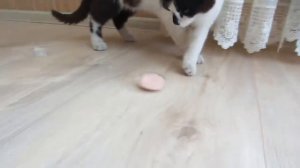 ПРИКОЛЫ С КОТАМИ! СМЕШНОЙ КОТ МАЛЫШ И КОШЕЧКА МУРКА едят КОЛБАСНЫЙ m&ms ! НОВЫЕ ПРАНКИ НАД КОТАМИ