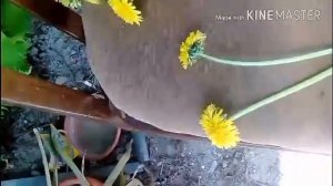 Как плести венки из одуванчиков