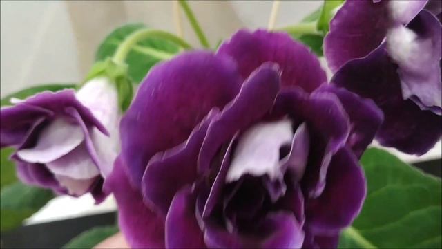 БОЛЬШОЕ 🌺 ЛЕТНЕЕ ЦВЕТЕНИЕ🌺  моих 🌺 ГЛОКСИНИЙ