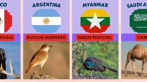 Национальные животные разных стран