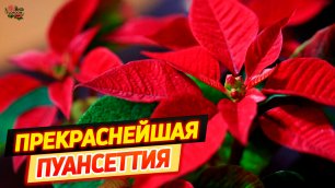 Рождественская звезда — Пуансеттия прекраснейшая