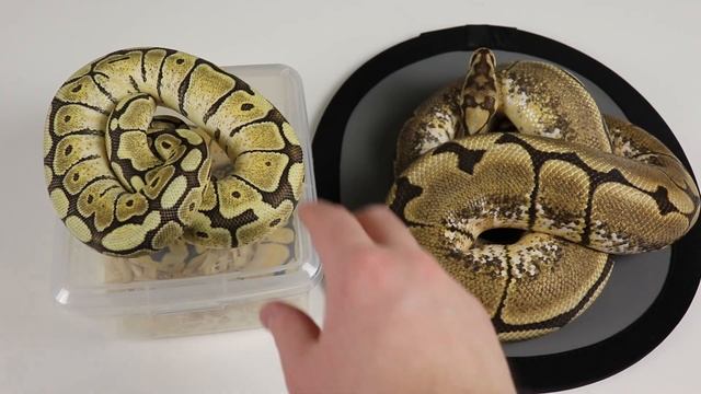 Morph Guide #7: The Mojave Spider Ball Python - Benjamin's Exotics