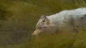 Стая волков против бизонов.