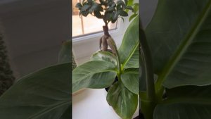 Карликовый банан кавендишь.Обзор сорта/уход??☀️?