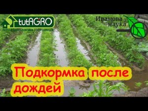 ВЕСЬ ДЕНЬ ЛЬЕТ ДОЖДЬ? Чем подкормить растения, если дождей слишком много. Подкормка на осадках.