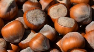 Выращивание фундука как бизнес идея. Бизнес план. Бизнес ниша. Бизнес идея. Офис. Менеджер. Стартап