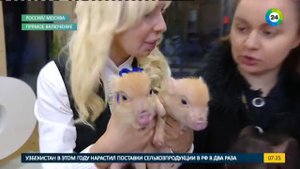 Минипиги. В гостях - Ксения Ремизова, заводчица минипигов. Эфир от 3.11.2016