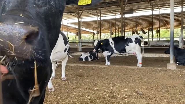 КАК Я ДОИЛ КОРОВУ (חוות פרות הלל) смотреть онлайн