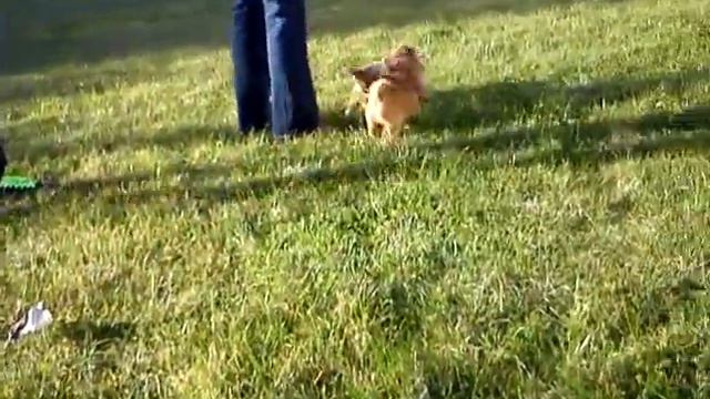 Раз-два-три-четыре-пять! Вышли дети погулять !!! -1 смотреть онлайн