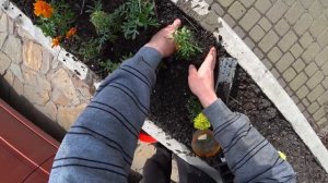 Как сажать цветы Бархатцы