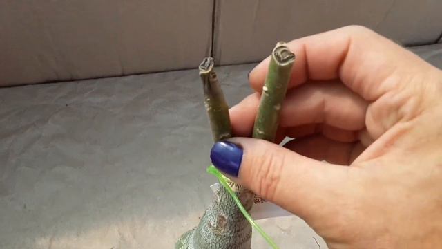 Адениумы Rose Chen. Привитые адениумы с питомника. Новинки! Часть 2