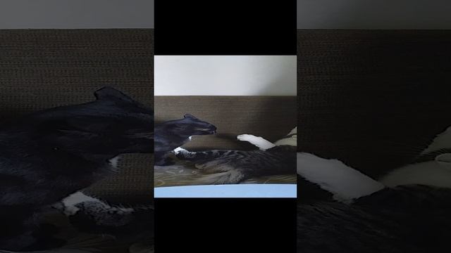 Animals смотреть онлайн