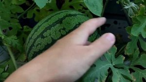 Выращиваем арбузы дома.Арбуз Юнкер и Фейеверк на балконе.Перец Кеша на балконе.Томаты балконное чуд