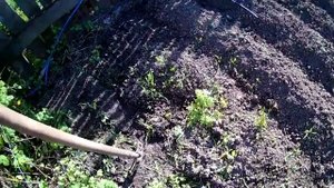 Льняные отходы в огород