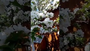 Яблоня Медовый ранет!!!