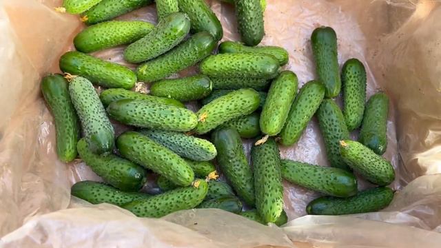 Сборы огурца 26.09.23. Огурец Северин. Четвертая волна . смотреть онлайн