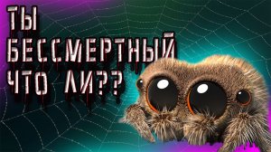 УБОРКА У НЕРВНЫХ ПАУКОВ!