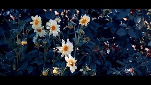 Մախմուր աղջիկ. Махмур ахчик. Makhmur aghjik.