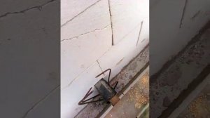 монтаж кровли без мауэрлата