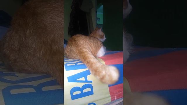 Funny Cat's Tail Movement @BudiSukoco