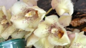 Цветение кловасетума гибрида кловесии и катасетума. Орхидея морковка.