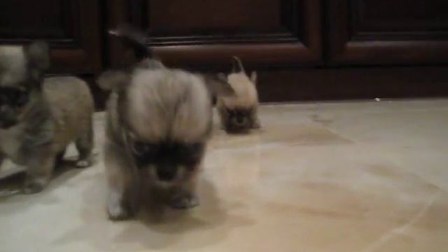 мальчишки-курносики будут в продаже. на видео 1 мес. смотреть онлайн