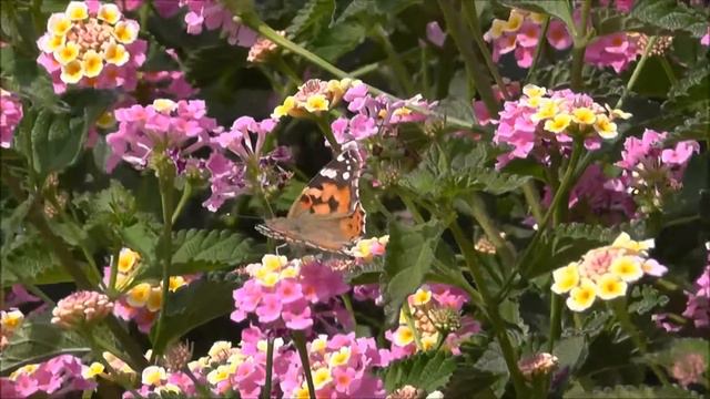 Painted Lady (Cynthia) butterfly - beautiful - filmed in Crete смотреть онлайн