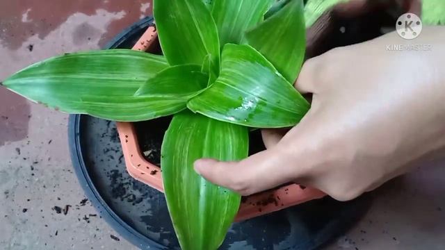 CALLISIA FRAGRANS / BASKET PLANT / OUTDOOR HANGING PLANT DECORATION