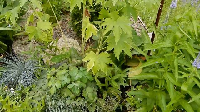 Обзор дачи. Роза Керио. Астранция. Элимус. Гортензии. смотреть онлайн