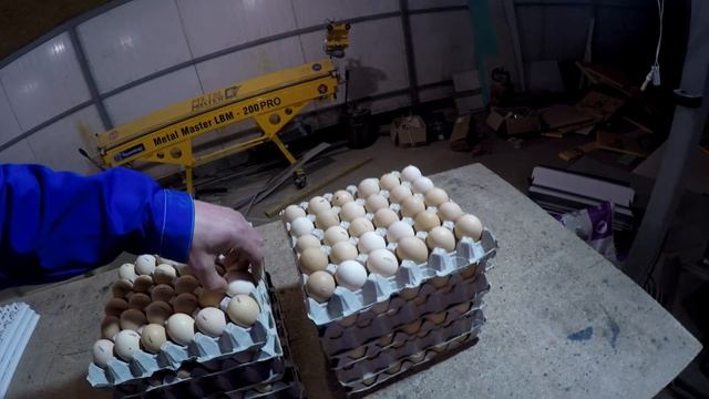 Цветной бройлер мой отзыв! Голошейные куры. Голошейка Красная (Франция). смотреть онлайн