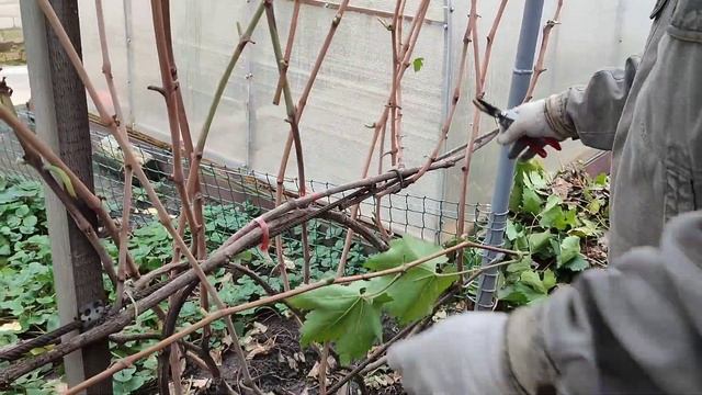 Обрезка трёх кустов винограда, веерная формировка, два из которых со смещенной зоной плодоношения