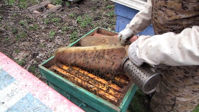 3 часть  ВЫВОД МАТОК от А до Я  ЗАКЛАДКА ЛИЧИНОК В МИСОЧКИ ПОСТАНОВКА в СТАРТЁР ВОСПИТАЛКУ??