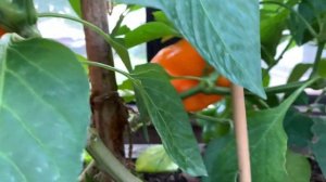 Garden. Обзор нашей любимой дачи 2021. дизайн дачи. удача на даче 242