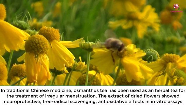 Coreopsis lanceolata смотреть онлайн