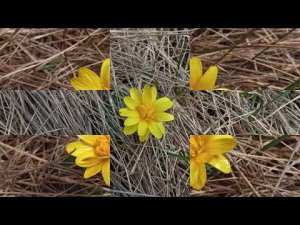 468 18.03.2024 232-й ВидеоРяд Чистяк + Соловей в лесу