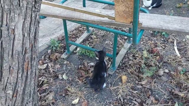 Красивый Котенок и смешная мама Кошка на прогулке - смешные животные