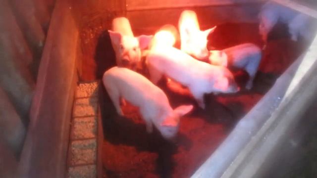 Моя попытка спасти бактерию для глубокой подстилки в свинарнике.Семья в деревне,Деревенский канал. смотреть онлайн